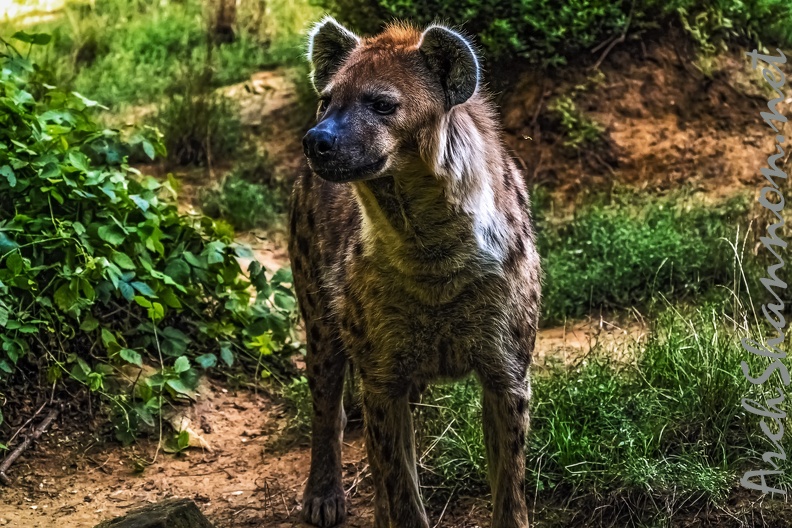 1055-spotted hyena.jpg