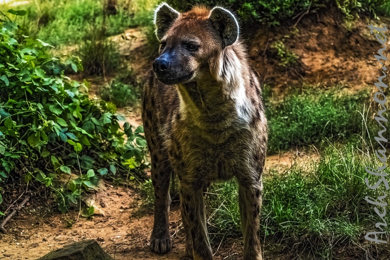 1056-spotted hyena.jpg