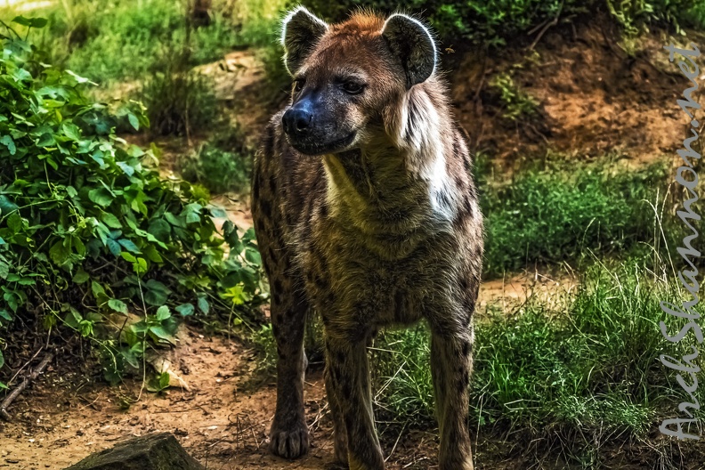 1057-spotted hyena.jpg