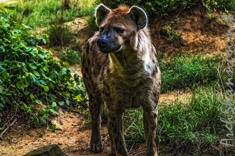1058-spotted hyena.jpg