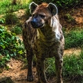1058-spotted hyena