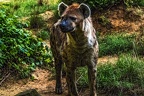 1058-spotted hyena