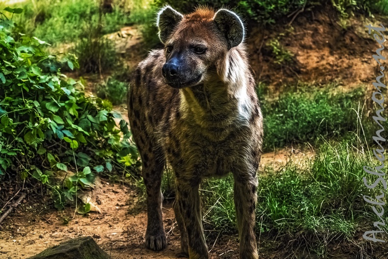 1059-spotted hyena