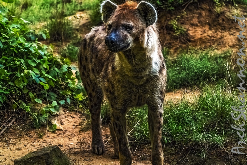 1060-spotted hyena