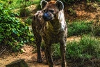 1060-spotted hyena