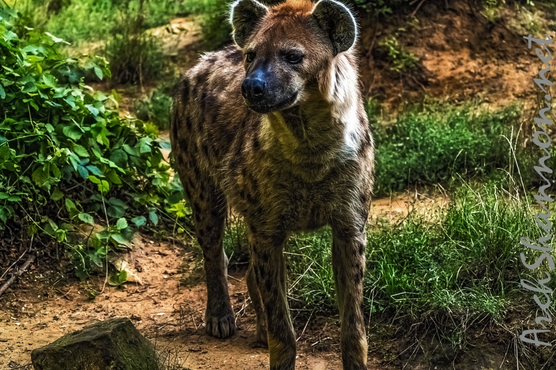 1061-spotted hyena.jpg