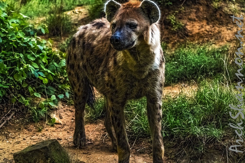 1062-spotted hyena.jpg