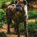 1062-spotted hyena