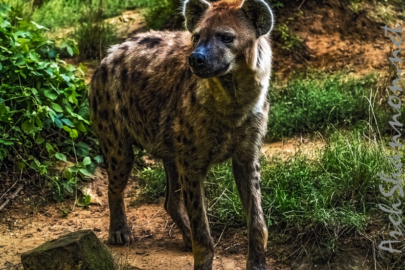 1063-spotted hyena.jpg