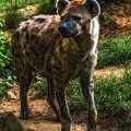 1063-spotted hyena