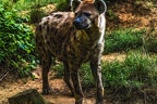1063-spotted hyena