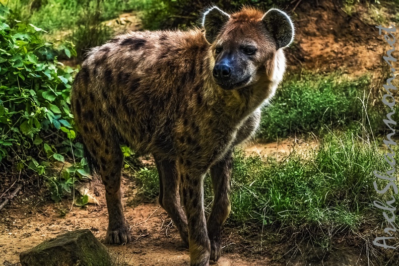 1064-spotted hyena.jpg