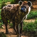 1064-spotted hyena