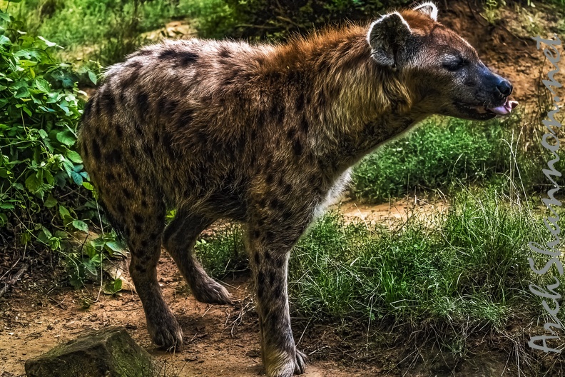 1065-spotted hyena.jpg