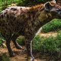 1065-spotted hyena