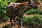 1065-spotted hyena