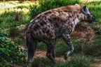 1066-spotted hyena