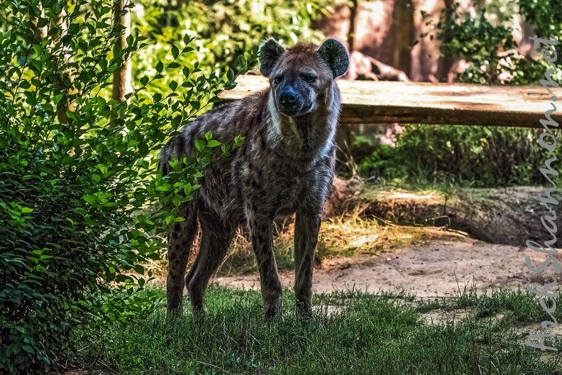 1067-spotted hyena.jpg