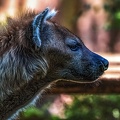1070-spotted hyena