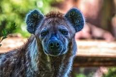 1080-spotted hyena