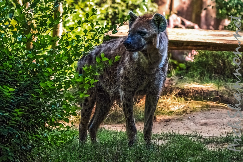 1092-spotted hyena.jpg