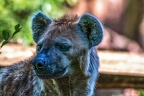 1100-spotted hyena