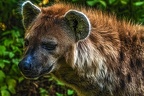 1102-spotted hyena
