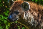 1104-spotted hyena