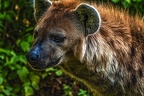 1105-spotted hyena