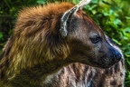 1110-spotted hyena