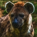 1115-spotted hyena