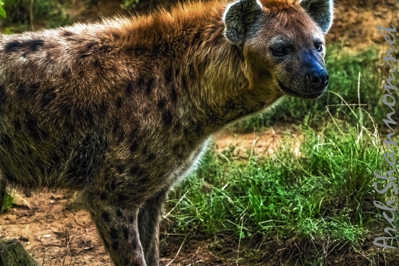 1118-spotted hyena.jpg
