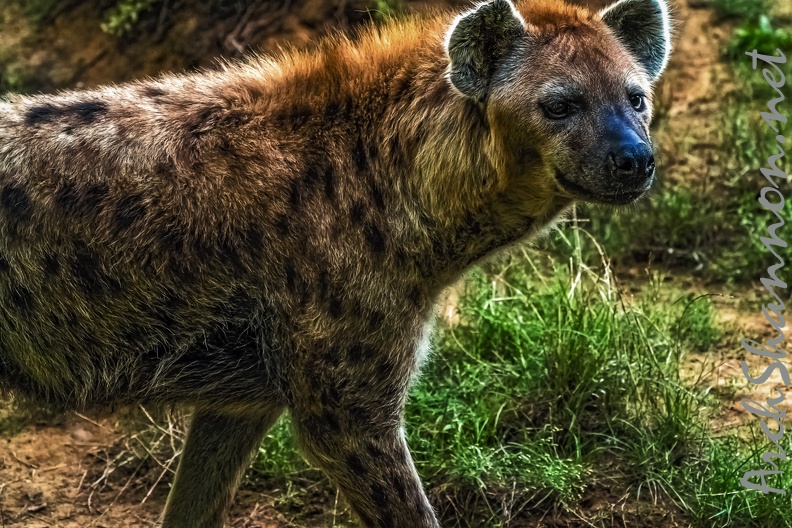 1119-spotted hyena.jpg