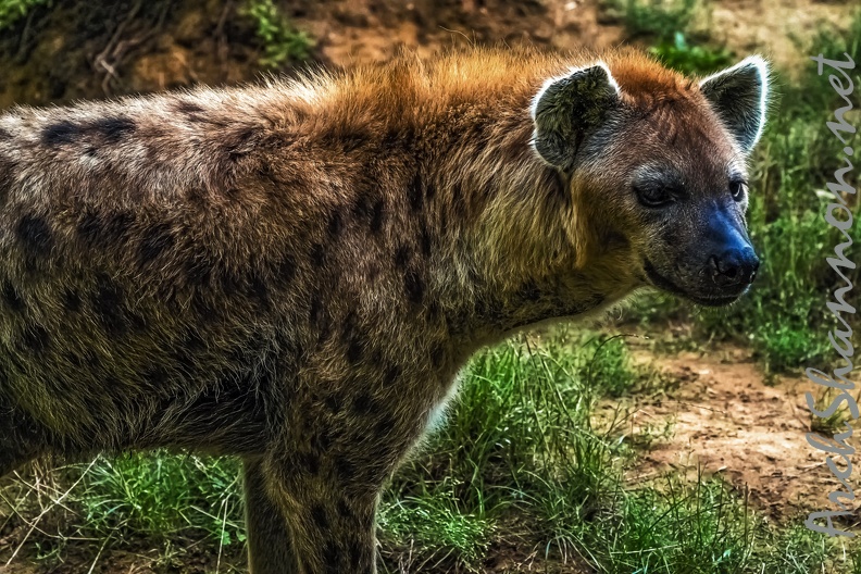 1120-spotted hyena