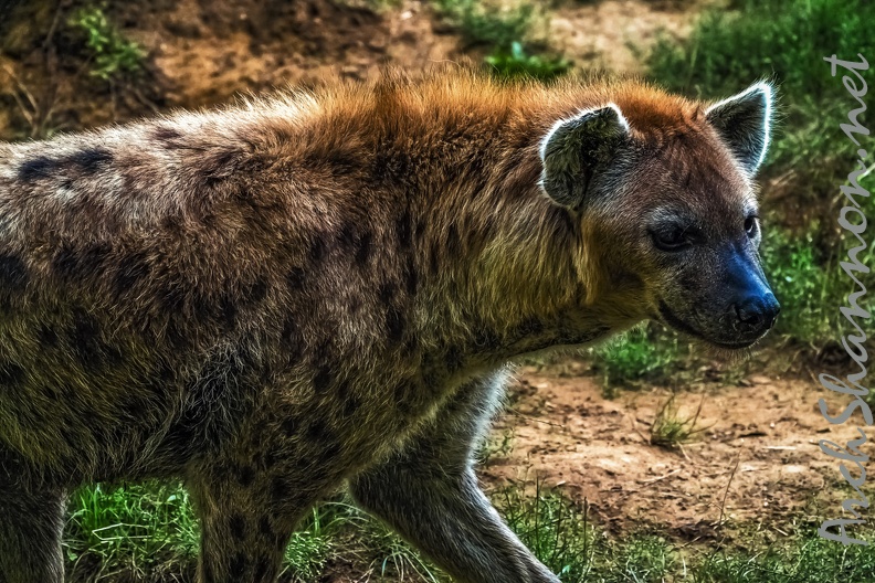 1121-spotted hyena.jpg