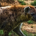 1121-spotted hyena