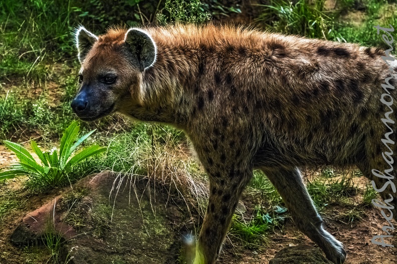 1122-spotted hyena