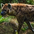 1122-spotted hyena