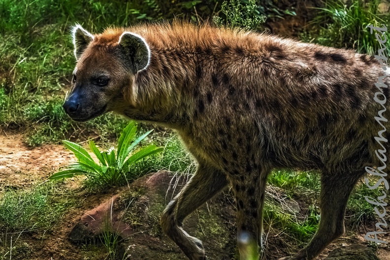 1123-spotted hyena