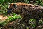 1123-spotted hyena