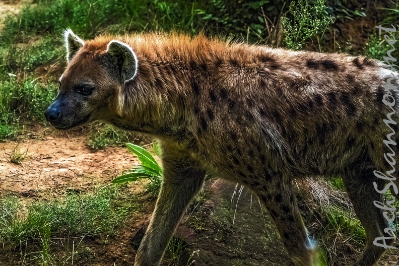 1124-spotted hyena.jpg