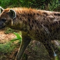 1124-spotted hyena