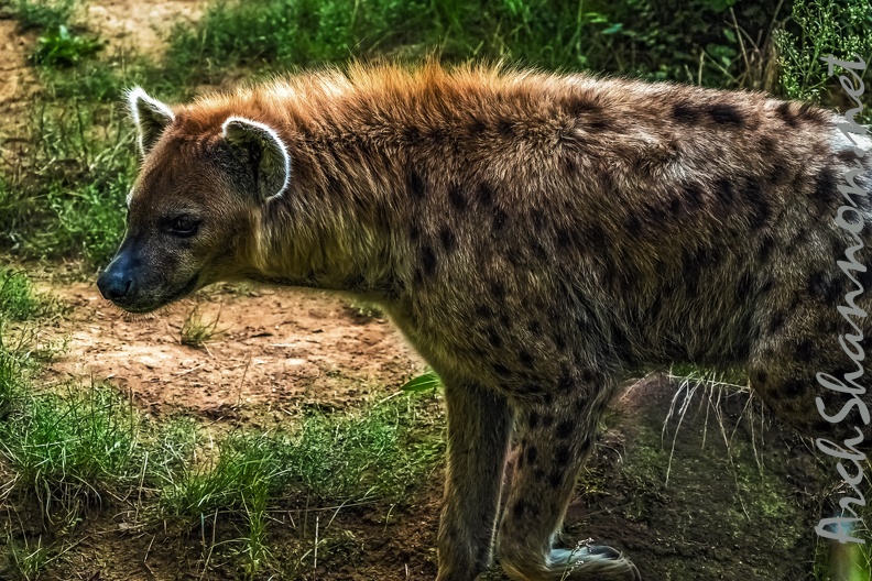 1125-spotted hyena.jpg