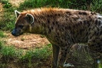 1125-spotted hyena