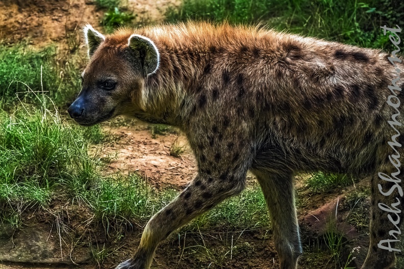 1126-spotted hyena.jpg