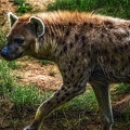 1126-spotted hyena