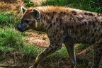 1126-spotted hyena