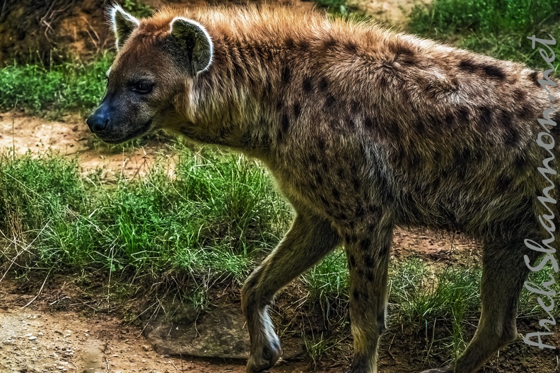 1127-spotted hyena.jpg
