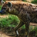 1127-spotted hyena
