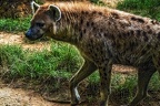 1127-spotted hyena